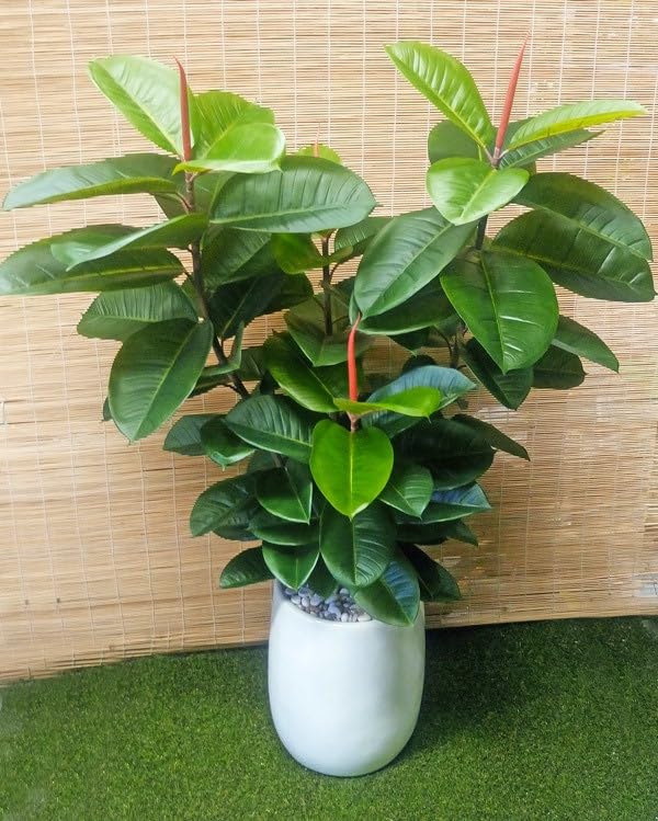 See full amazon price history chart for OXYGREEN PLANT®Rubber plant indoor live plant OXYGREEN PLANT®Rubber plant indoor live plant (B0CV82B778) Amazon Price History, Amazon Price Tracker