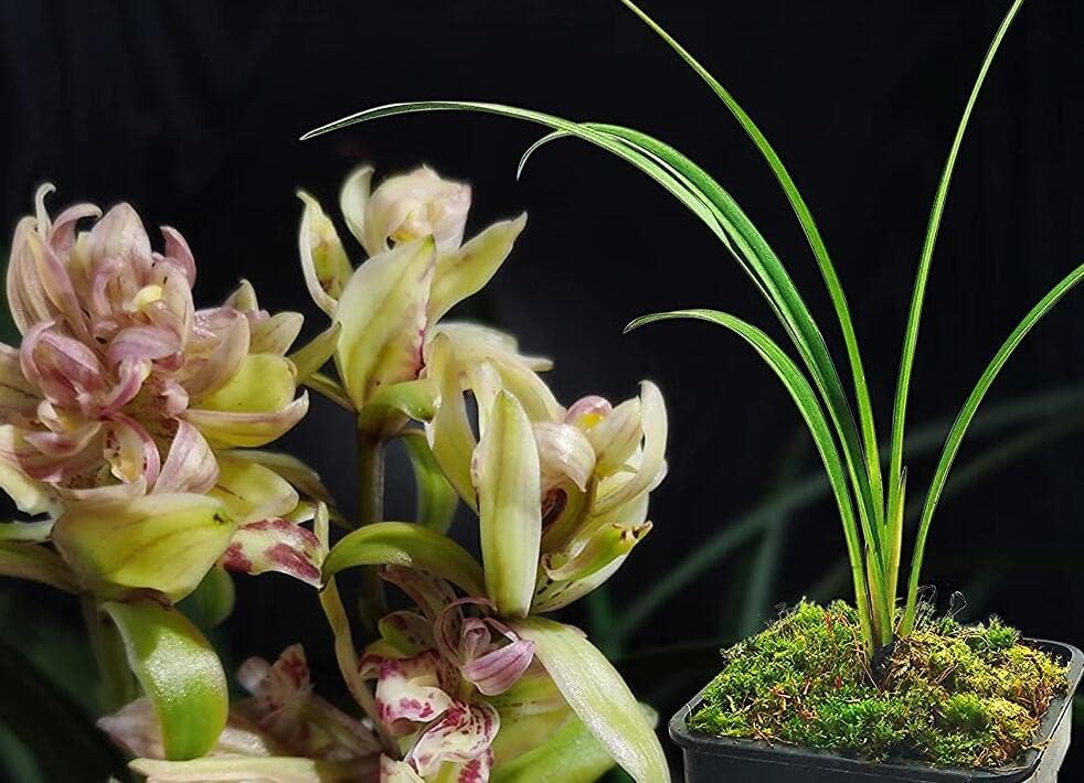Live Orchid Color Plant 富山奇蝶 Flowers for Window, Yard, Garden-Toyama Butterfly-建兰
