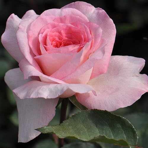 Heirloom Roses Rose Plant - Sunbelt® Savannah Pink Rose Bush, planta híbrida viva de té para plantar al aire libre