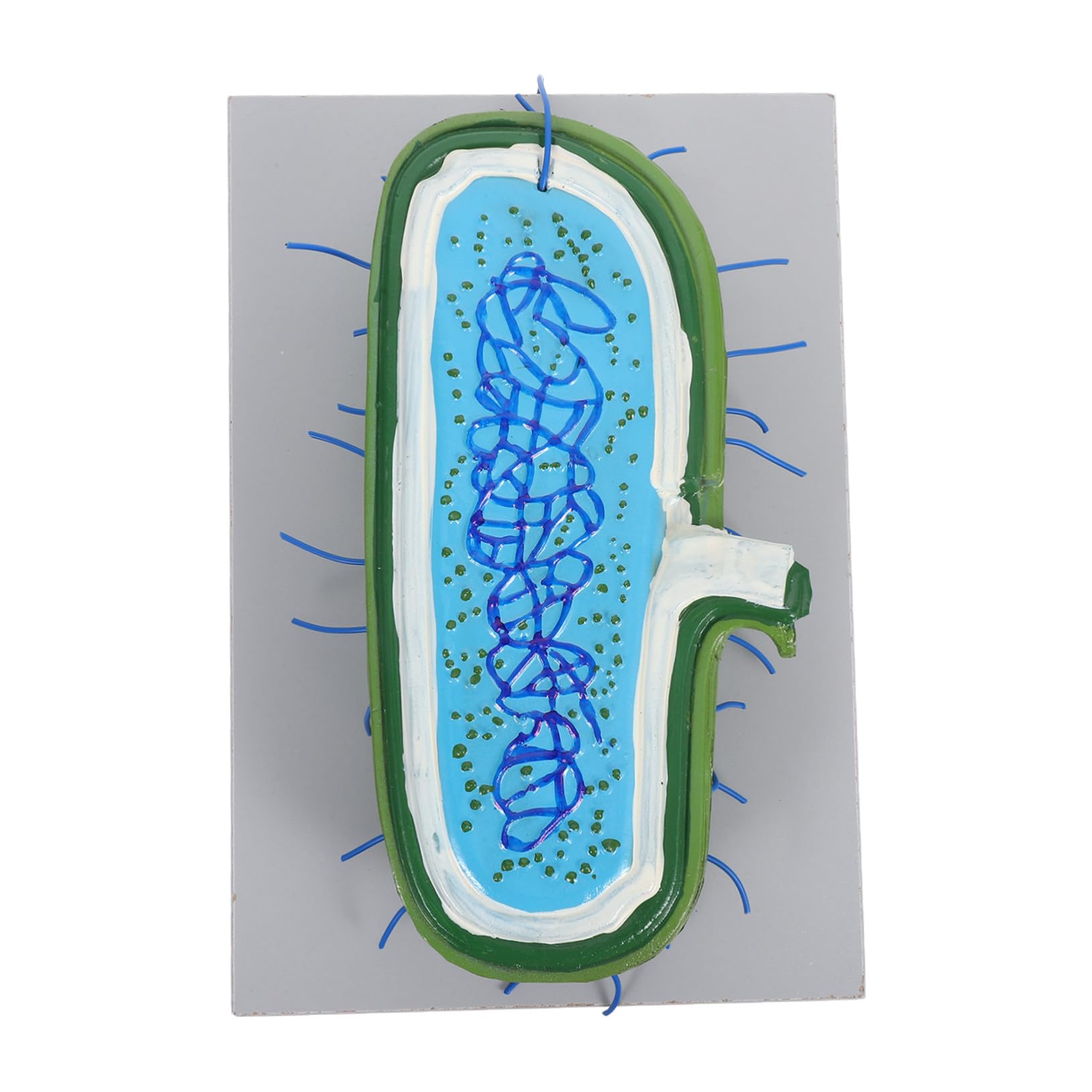 Zellstrukturmodell für Biologieunterricht Anatomisches Modell mit Organellen Kernmodell für Schüler Unterrichtsmodell aus Langlebigen Materialien
