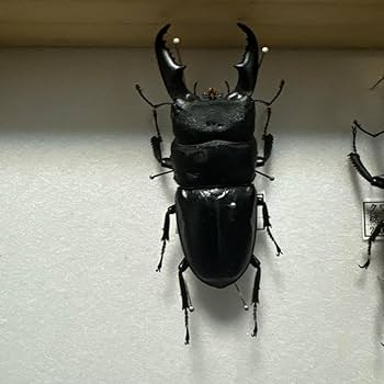 ヒラタクワガタ 標本 楽天市場】ヒラタクワガタ（標本・化石｜ホビー）の通販