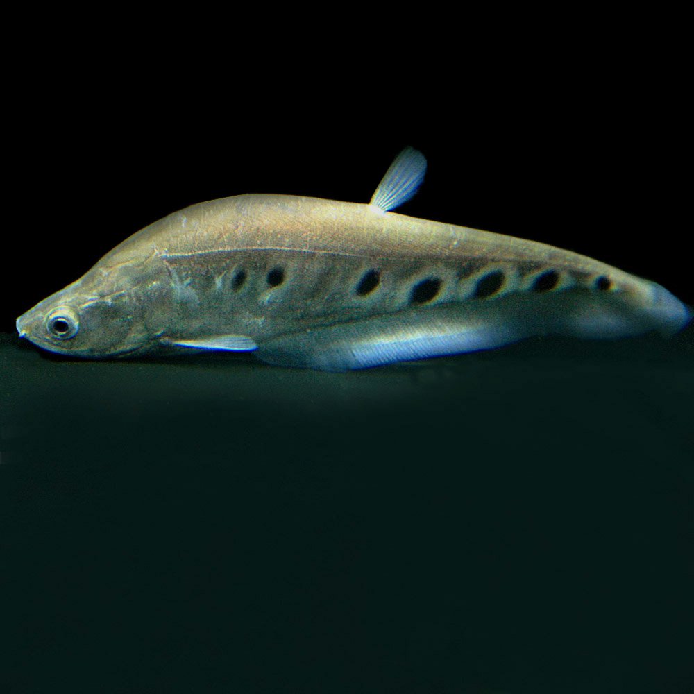 売約済み 10/4まで5,000円 スポッテットナイフ 熱帯魚 大型魚 アロワナ