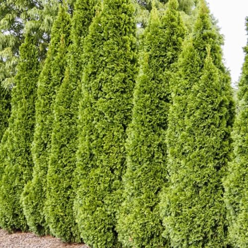 Direct Gardening Emerald Green Arborvitae Starter Hedge Kit Dormant Bare Root 12 to 18 inch Tall Starter Shrubs - 5 Pk