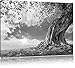 Produktbild Pixxprint Verwurzelter starker Baum / 60x40cm Leinwandbild bespannt auf Holzrahmen/Wandbild Kunstdruck Dekoration