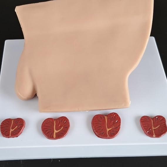 Karın Mesane Modeli - İnsan Organı Anatomik Modeli İnsan Karın Boşluğu Modeli, Mesane ve Prostat - Çalışma, Öğretim, Sunum, Erkek için