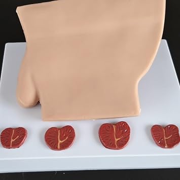 Karın Mesane Modeli - İnsan Organı Anatomik Modeli İnsan Karın Boşluğu Modeli, Mesane ve Prostat - Çalışma, Öğretim, Sunum, Erkek için