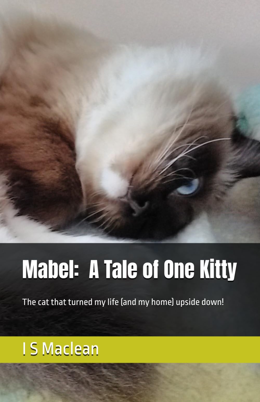Mabel: A Tale of One Kitty: The cat that turned my life (and my home) upside down!