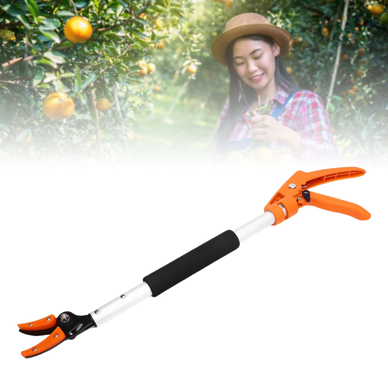 Ciseaux de cueillette de fruits professionnels 2FT – Idéal pour la récolte de kaki, de concombre, de raisin et de pêche