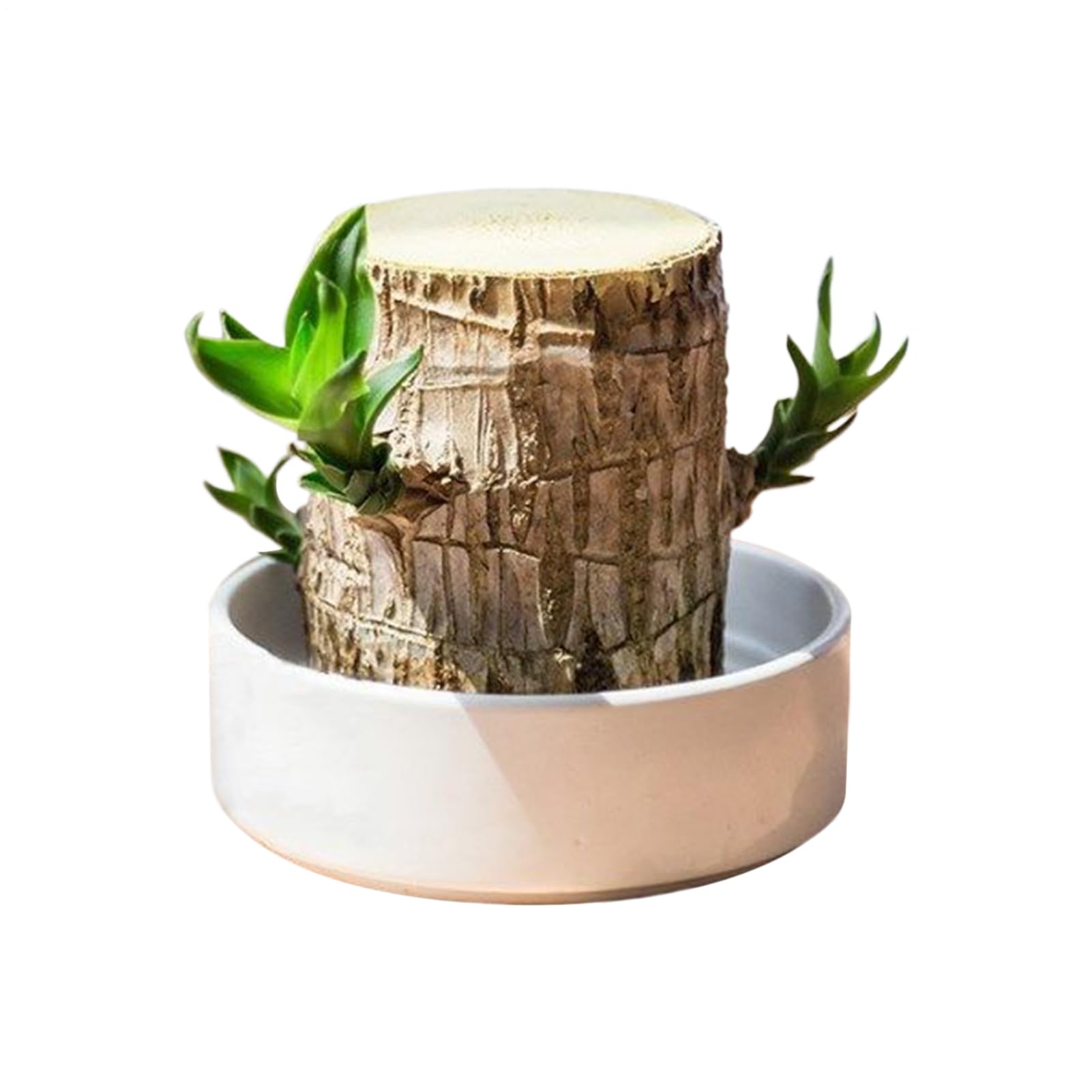 Pianta di Legno del Brasile Ornamento Naturale di Ceppo | Ceppo D'Albero Idroponico In Legno Per Interni Ufficio Libreria Soggiorno Cucina Balcone Scrivania Computer