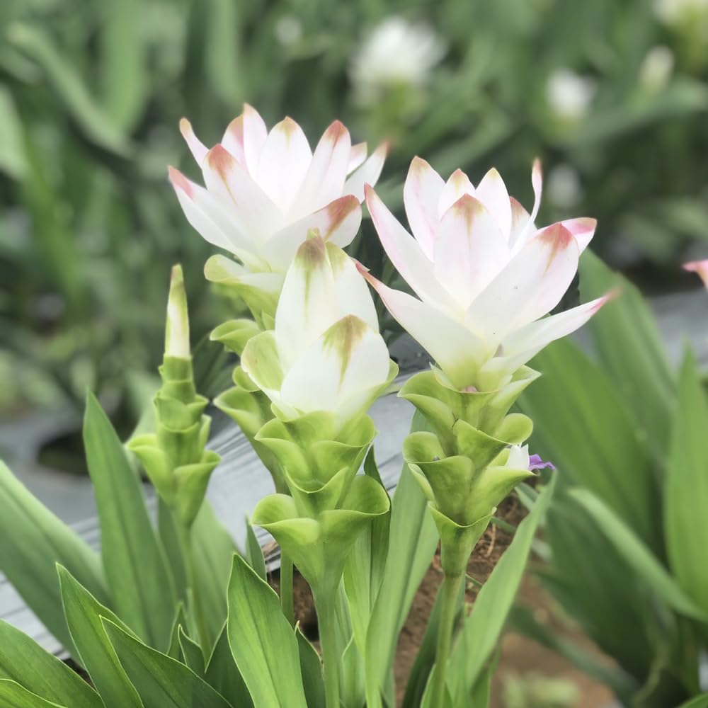 Amazon | クルクマ球根 スノーホワイト 球根 3球 白花 ホワイト 夏の花