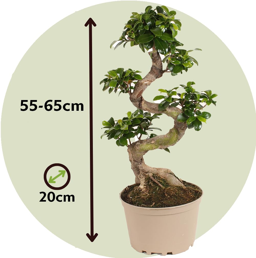 Plant in a Box - Ficus Ginseng S-Shape - Bonsai - Japański Bonsai - Doniczka 20cm - Wysokość 55-65cm