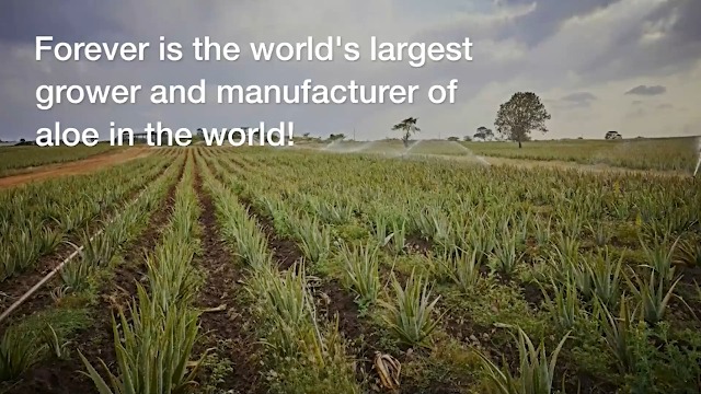 英LP Sault Today &amp;amp; Tomorrow FLO0013LP Forever Living Origi /00260 Amazon.com: Forever Living - Forever Aloe Vera Gel - 99.7