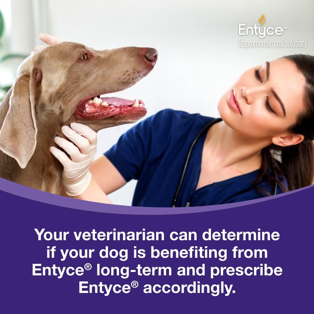 Entyce Dog Appetite Stimulant | Oral Solution for Dogs | 30mg/ml
