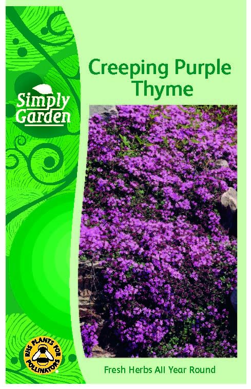 Purple Creeping Thyme Seeds Perennial Bee-Friendly Ground Cover for Rock Gardens Walkways & Lawns Fragrant Hardy Low-Maintenance