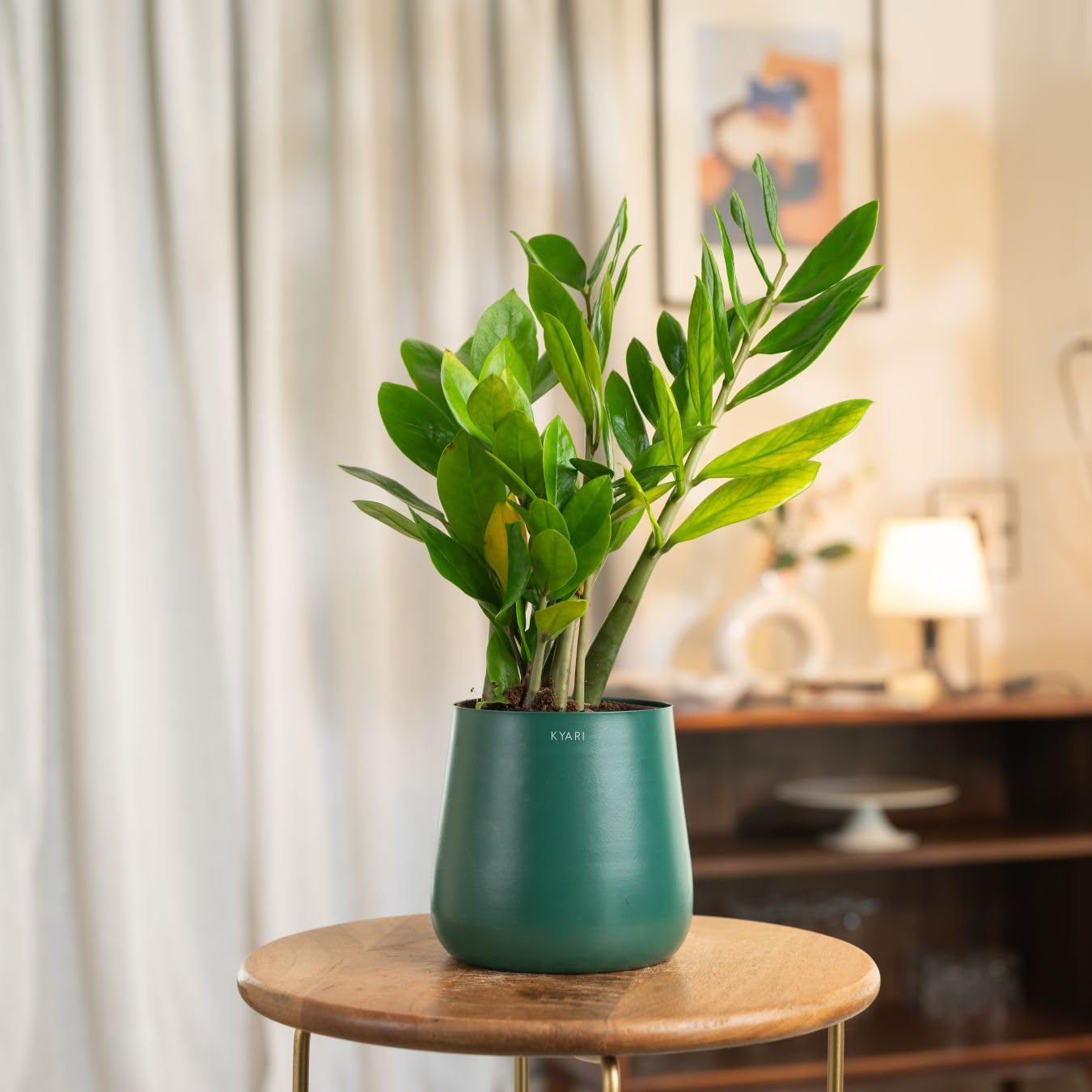 Kyari Zamia Green ZZ Plant - Air Purifying & Self Watering -19