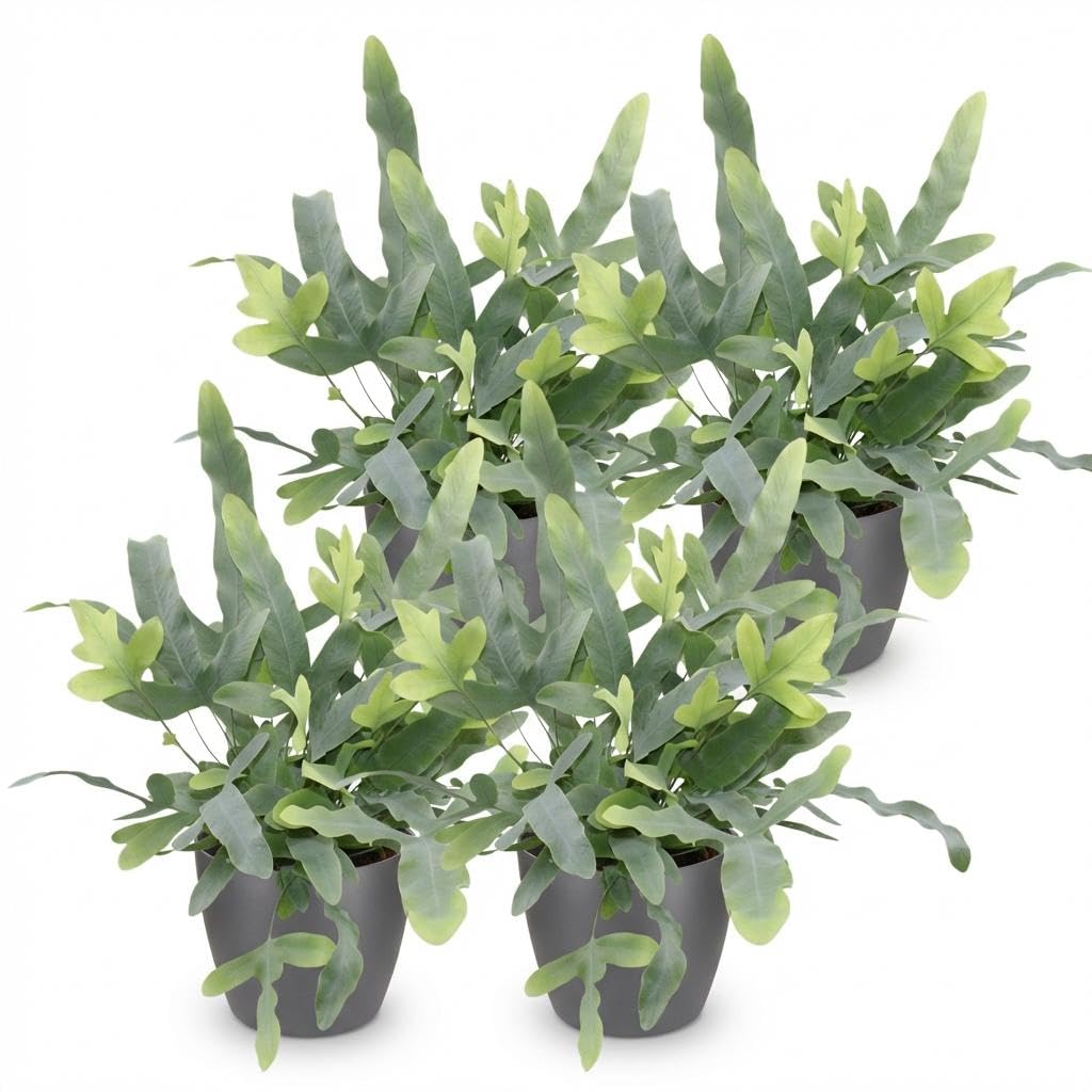 Phlebodium aureum Blue Star Blauer Farn 4er Set mit Topf Ø12cm 25cm