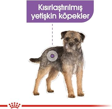 Royal Canin CCN Mini Sterilised Küçük Irk Kısırlaştırılmış Köpek Maması 3 Kg