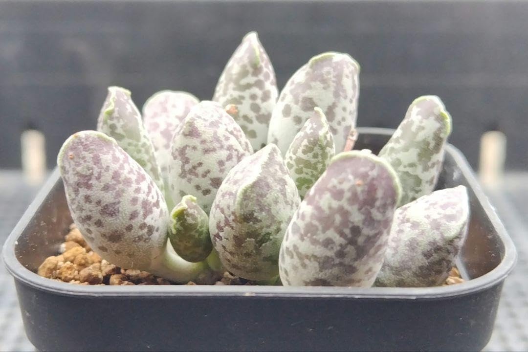 アドロミスクス アザラシ 抜き苗 双頭or2株