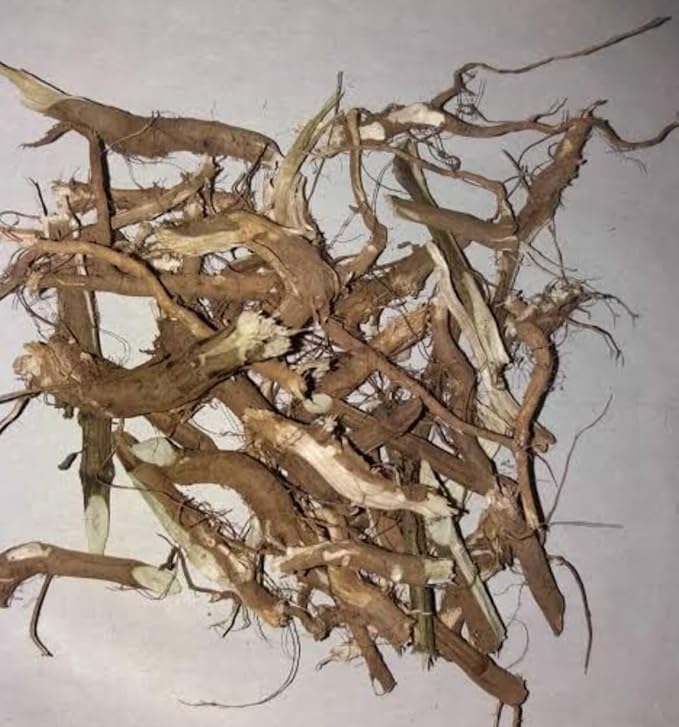 Apamarg (Prickly Chaff) Root - Chirchita - Achyranthes Aspera, 25 gms-image-9