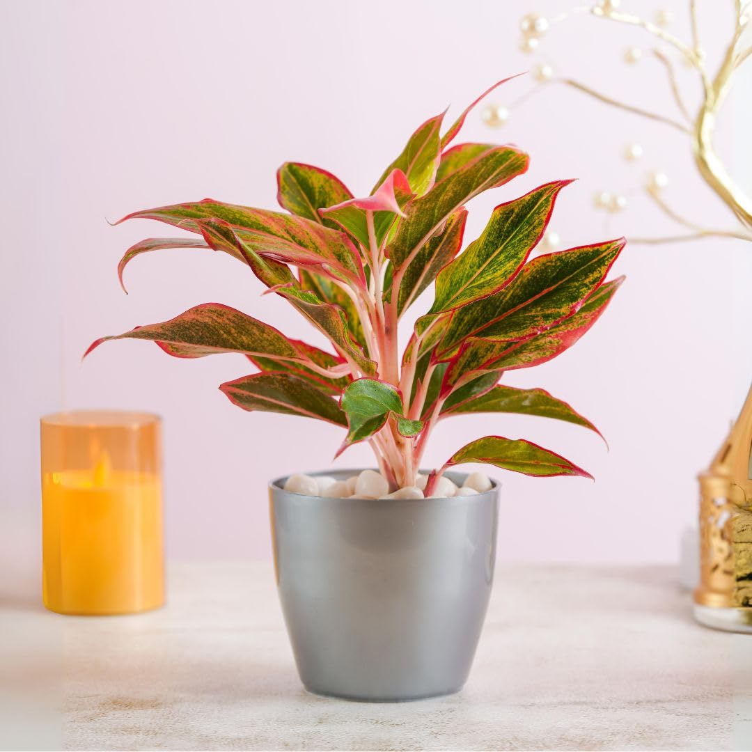 Floral Boutique Aglaonema Lipstick Plant with Plastic Plant Pot in Grey, Indoor Plants for Living Room, Plant Stand for Balcony, Stylish Pots for Indoor Plants and Décor (B0DD8VWJKC) Amazon Price History, Amazon Price Tracker