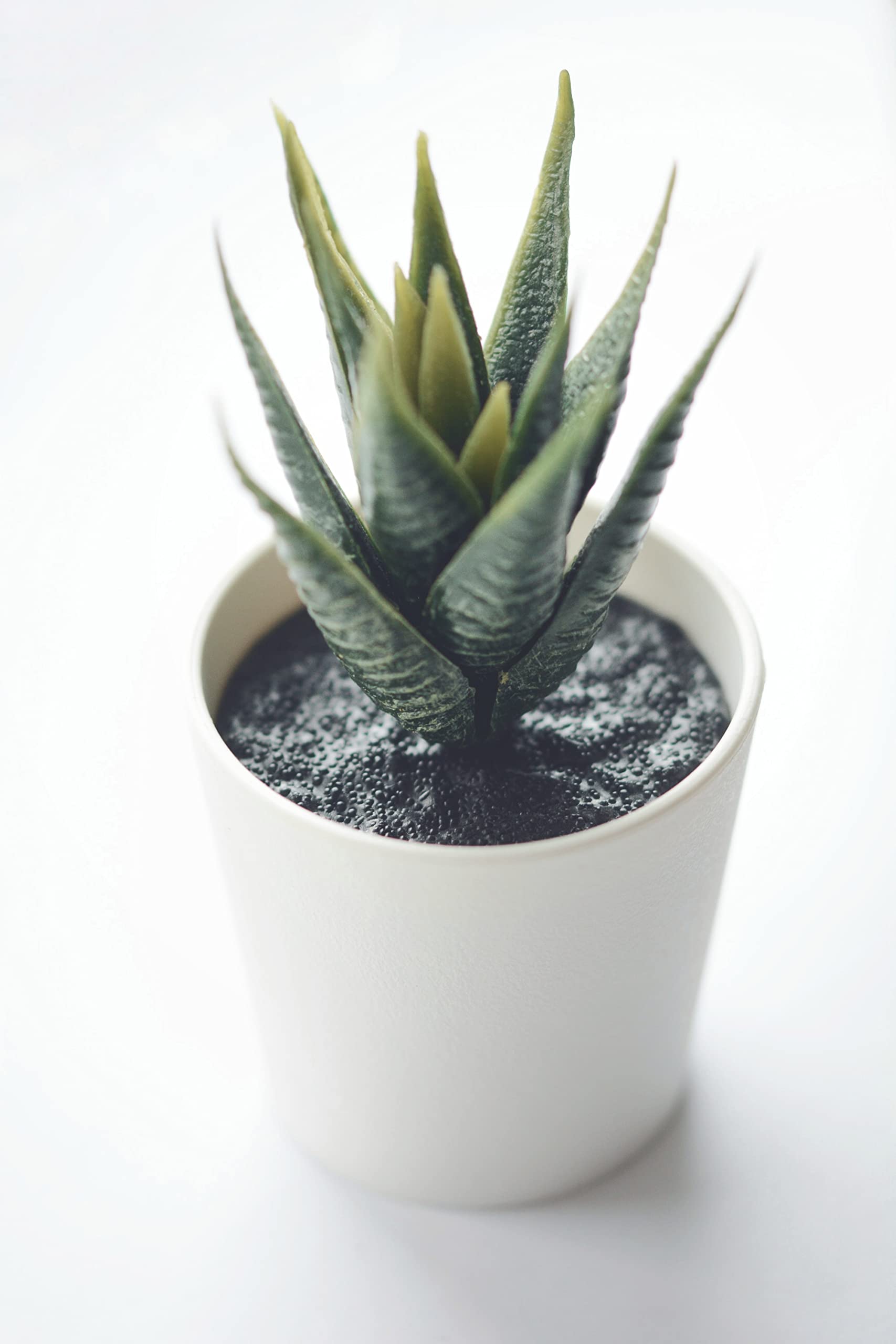 PureGrow Terreau pour plantes succulentes  l'aloe vera 1000 ml sans  tourbe Hydrate  la maison : Amazon.fr: Jardin