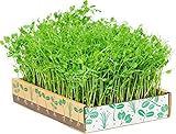 The Simply Good Box by Home Greens - The Simplest Way to Grow Amazing Microgreens