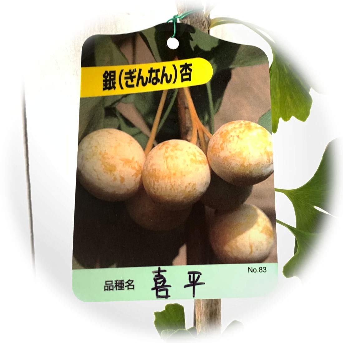 Amazon.co.jp: 銀杏 苗木 喜平 15cmポット苗 きへい いちょう 苗
