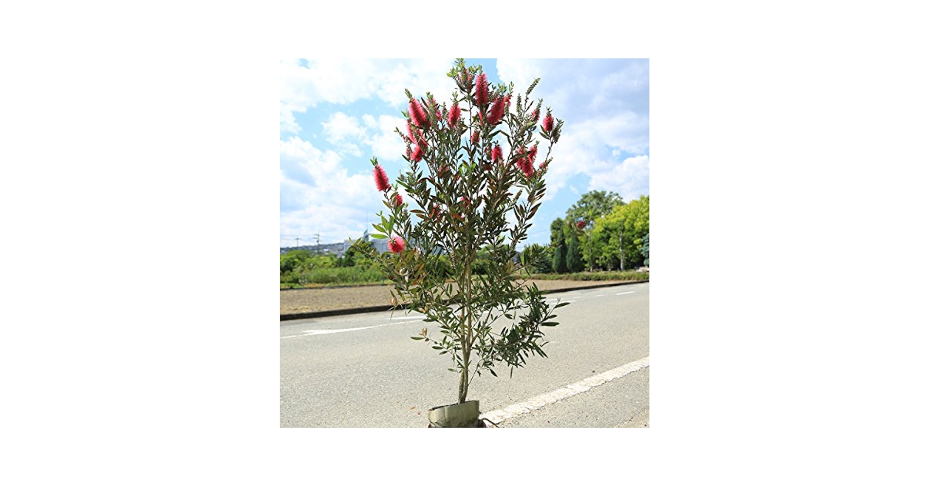 Amazon.co.jp: 庭木：金宝樹（キンポウジュ）ブラシノキ* 樹高