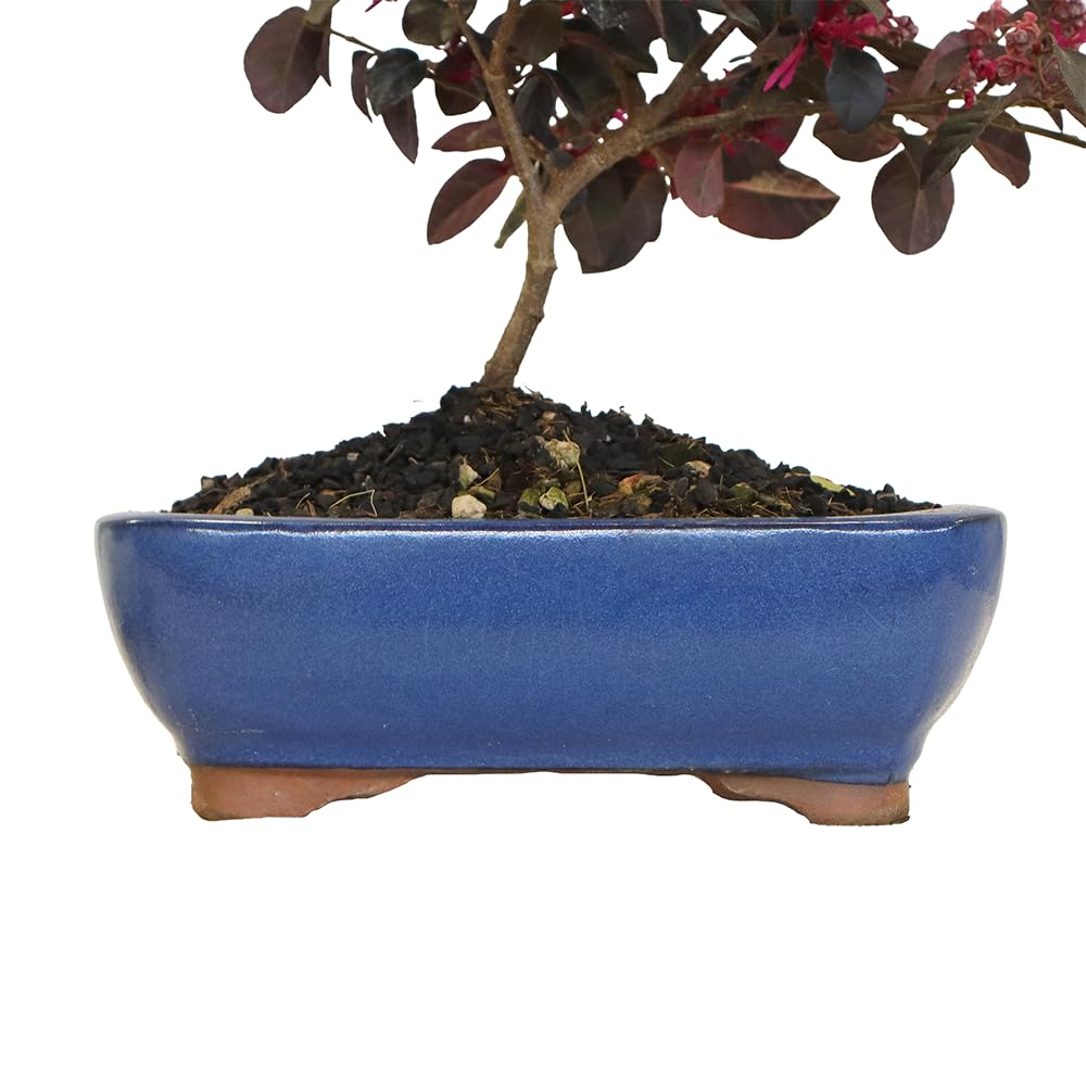 KENTIS Bonsai Loropetalum Echter Outdoor-Bonsai H 35-40 cm Topf Ø 21 cm