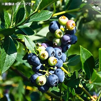 ブルーベリー苗 ミスティ大苗2本セット ブルーベリー苗 ミスティ大苗2