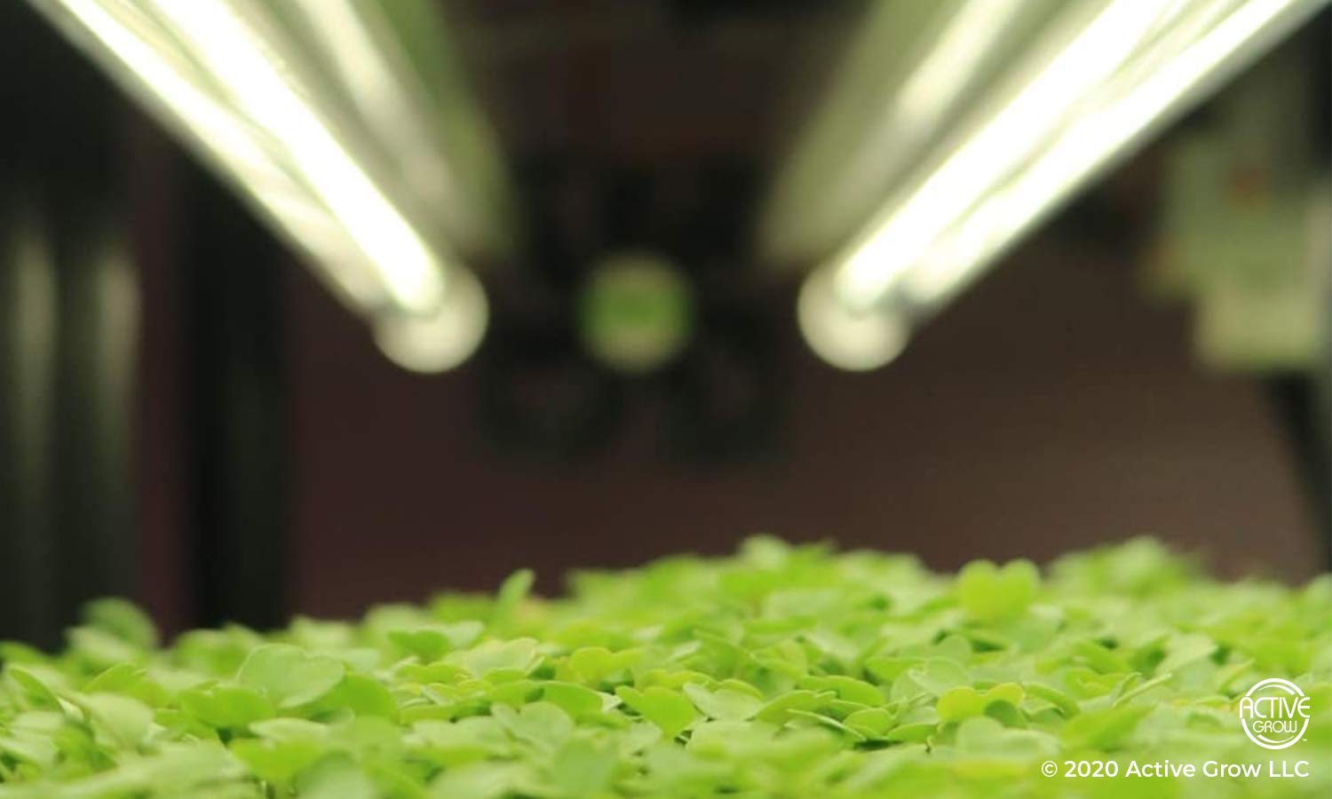 Active Grow T8/T12 High Output 4FT LED Grow Light Bulb - Plant Grow Lights for Indoor Plants, Germination & Microgreens - 22W - Sun White Full Spectrum High CRI 95 - Direct Wire 120-277V - 4-Pack