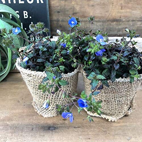 日陰の庭づくり 青系のお花が咲く地植えできるグランドカバー7選 コトリ悠然