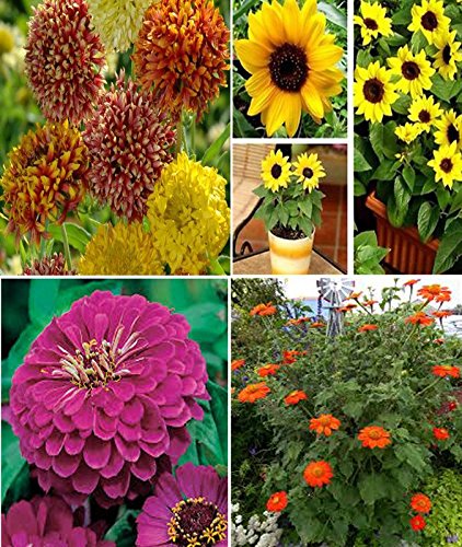 Gaillardia Duo Mixed, Sunflower Miniature, Purple Zinnia and Tithonia Flower Seeds (AVG 200-250 Pack Of Seeds 50 x 4 Per Packet + (GET 1 PKTS OF VEGETABLES SEEDS FREE)-picture-24