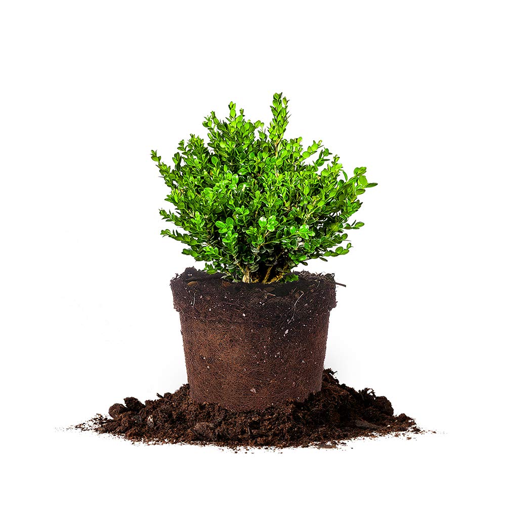 Perfect Plants Wintergreen Boxwood Live Plant 3 Gallon