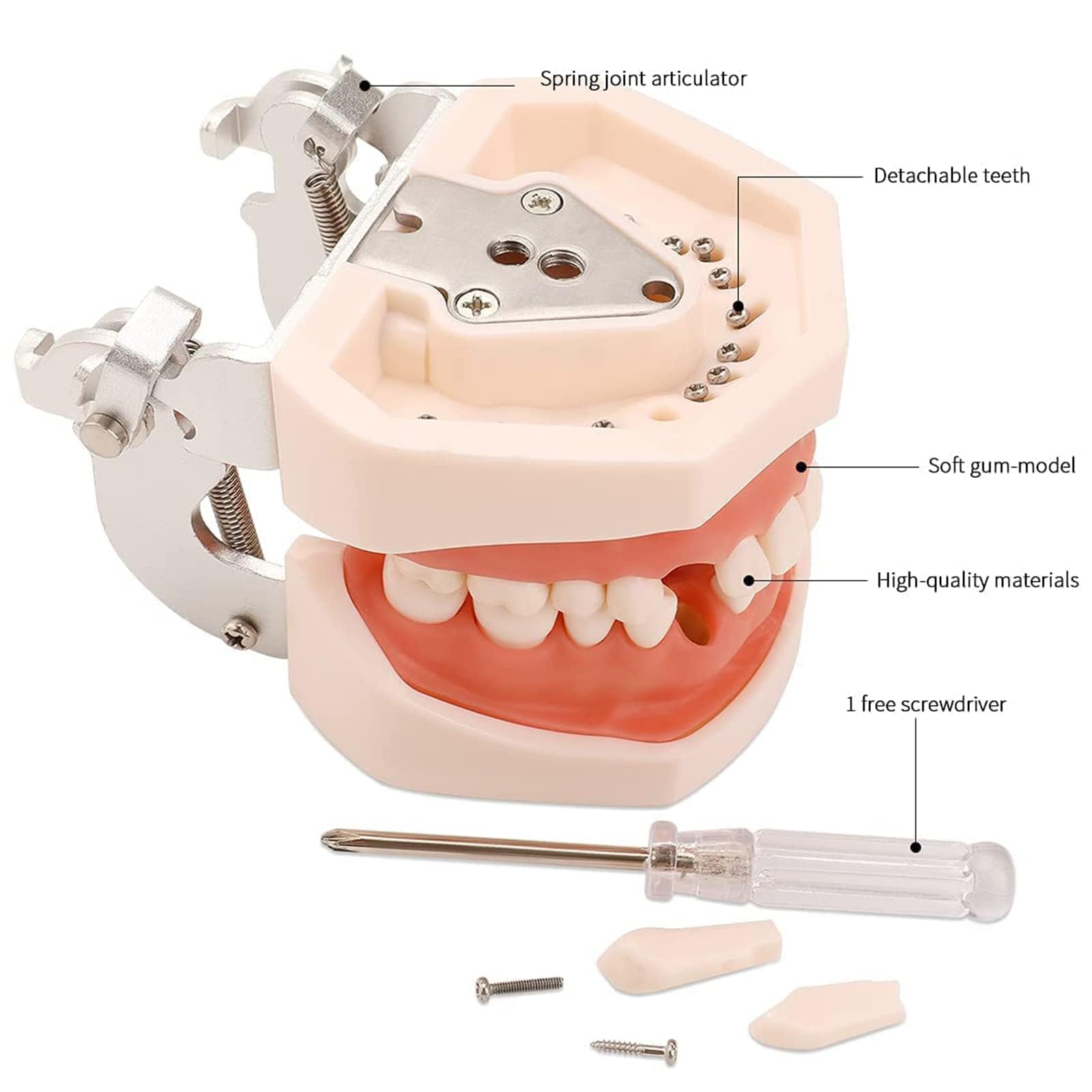 28 modelli di denti, modello di denti dentali, modello di denti rimovibili e gengive morbide, strumento di studio del modello di pianta per insegnare i denti alla pratica degli studenti di odontoiatr