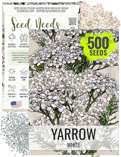 Seed Needs, White Yarrow Seeds - 500 Heirloom Seeds for Planting Achillea millefolium - Perennial Host Plant to Attract Monarch Butterflies & Other Pollinators (1 Pack)