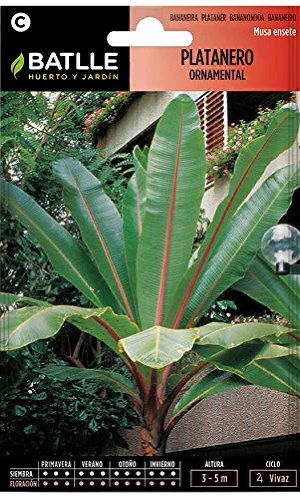 Semillas Batlle Platanero ornamento-Musa ensete