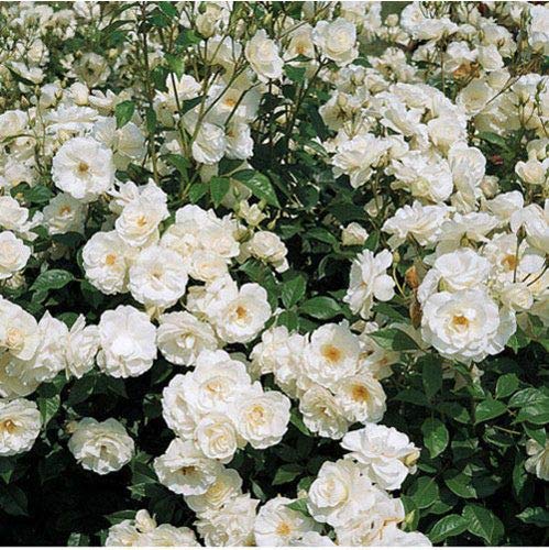 Aiden Gardens Rare Beautiful White Climbing Rose Rosa Multiflora 1 Grafted Healthy live plant (B093PVPYMN) Amazon Price History, Amazon Price Tracker