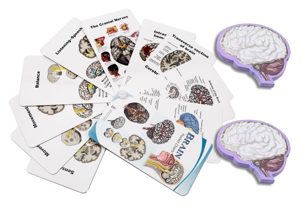 Human Brain Anatomy Model Doctor Psychology Graduation Gifts for Him Her, 3D Laser Etched Crystal Cube Brain Figure keychain Science Biology Gift with Colorful Pocket Chart, sticky notes and more