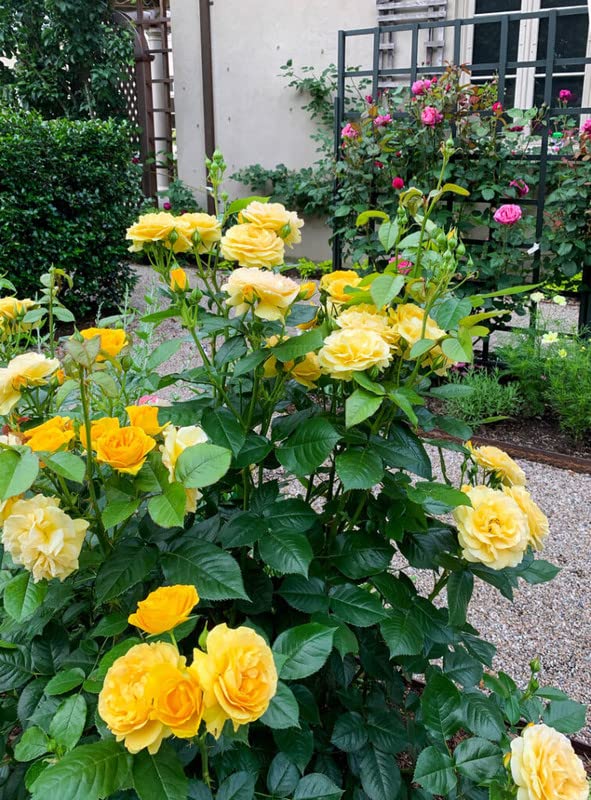 Mphmi Store Live Plant Nursery Plants Flowers Rose garden Rosa Grandiflora Group (B09Z9ZQ6HW) Amazon Price History, Amazon Price Tracker