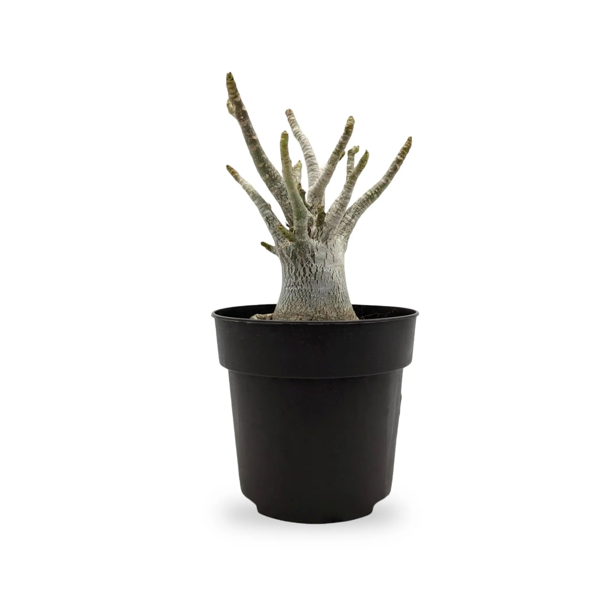 Adenium Ansu Baobab 12cm, See description