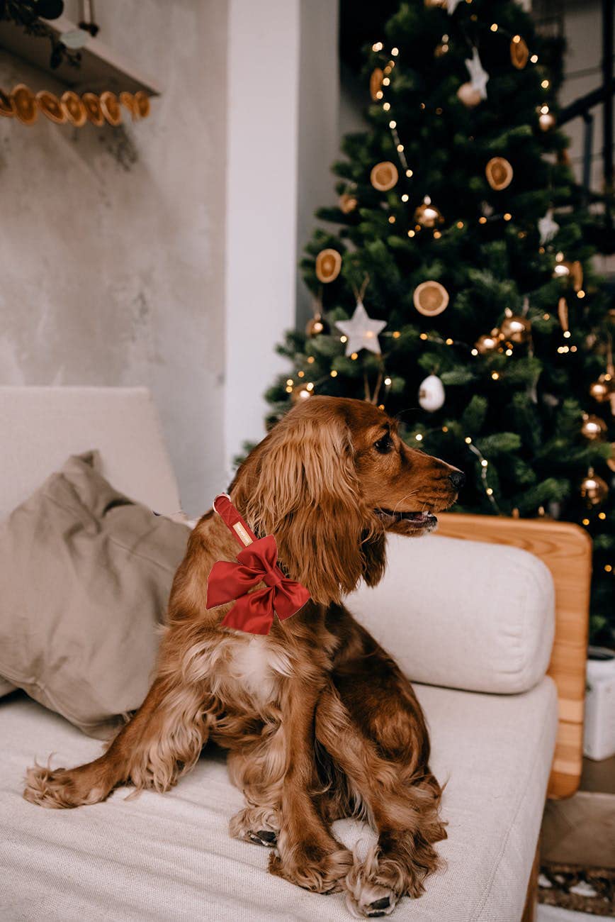 Unique Style Paws, Collare Per Cani In Seta, Durevole E Regolabile, Con Fiocco, Per Matrimonio, Per Cani, Taglia XL, Colore Mandarino