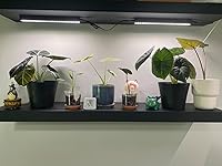 Review Image by shaylee castillo shaylee castillo