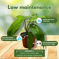 Vista 5 de BubbleBlooms Philo Florida Green, pedato de filodendro de 4 pulgadas