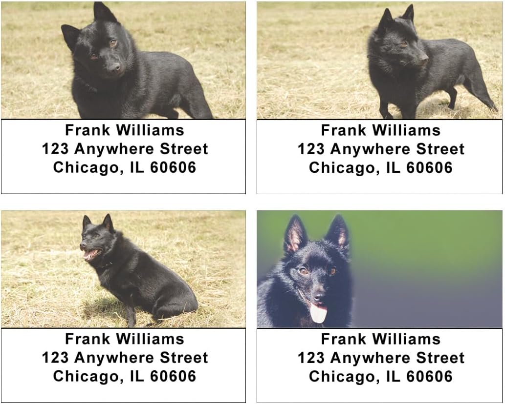 Schipperkes Address Labels