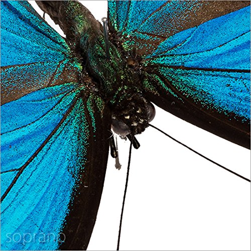 Amazon.co.jp: 蝶の標本 オオルリアゲハ メタリック調ライトフレーム