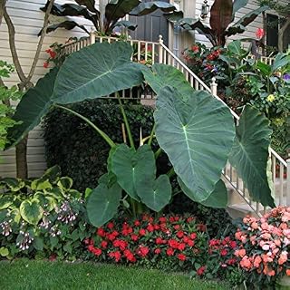 Thailand Giant Elephant Ear Bulbs