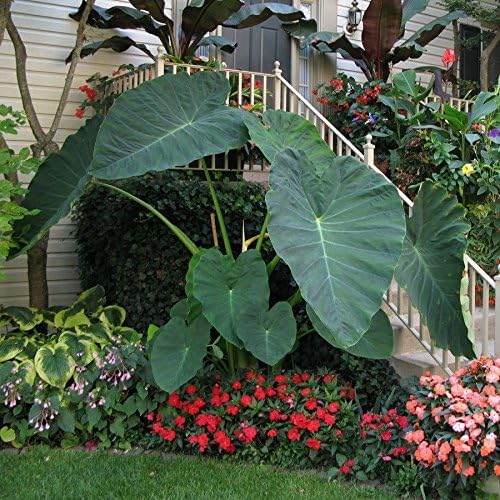 Live Bulbs Colocasia gigantea Thailand Giant Thai Giant Elephant Ear