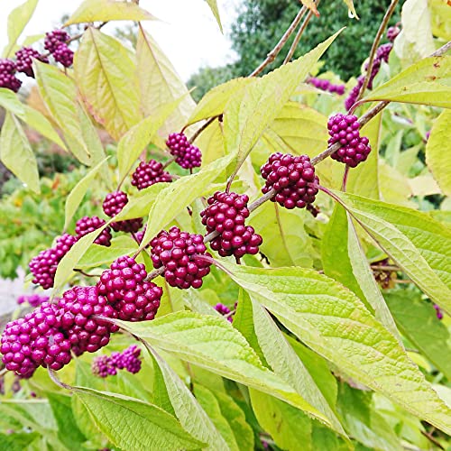 American Beautyberry Seeds Callicarpa Americana Seeds Drought Tolerant Easy To Grow Low Maintenance Attracts Pollinators Fruit & Berries Borders Outdoor 30Pcs Shrub Seeds By Yegaol Garden #TOP5