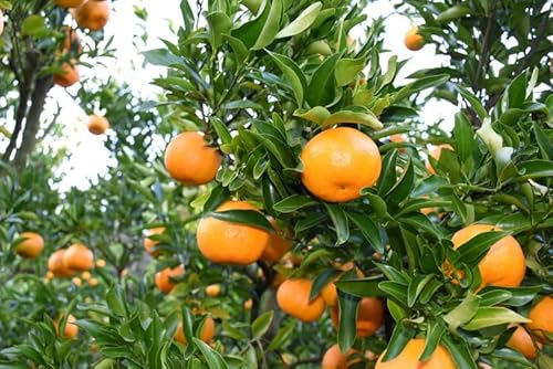 ちたポン(ぽんかん)5kg|あいち知多のぽんかん 太田ぽんかん ポンカン フルーツ 果物 果実 かんきつ みかん ミカン 蜜柑 期間限定 美浜町 愛知県 知多半島 国産 ※北海道・沖縄・離島への配送不可 ※2026年1月中旬〜2月中旬頃に順次発送予定